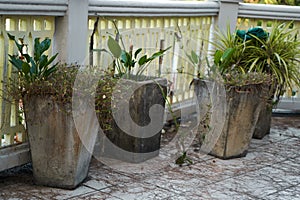 Unmaintained concrete pots with plants on the outdoor terrace