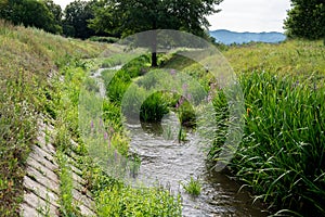 Unmaintained irrigation channel with vegetation in the summer