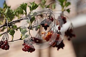 Unmatched beauty of a tree branch with `young` leaves and `old` fruits of mountain ash.