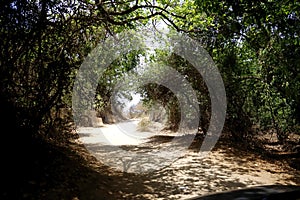 UNMETALLED ROAD inside Gir National Park and Wildlife Sanctuary also known as Sasan Gir.