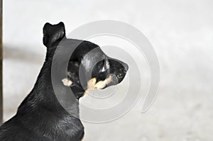 Unmindful dog, stray dog