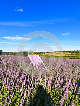 The unmistakable aroma of lavender fills the air.