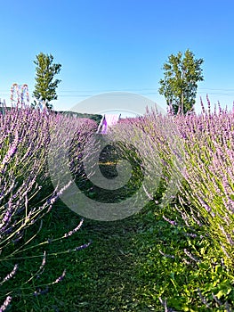 The unmistakable aroma of lavender fills the air.