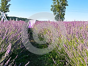 The unmistakable aroma of lavender fills the air.