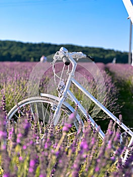 The unmistakable aroma of lavender fills the air.