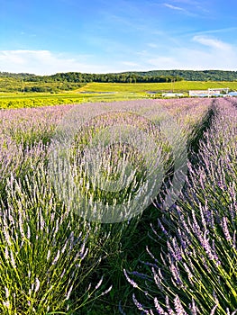 The unmistakable aroma of lavender fills the air.