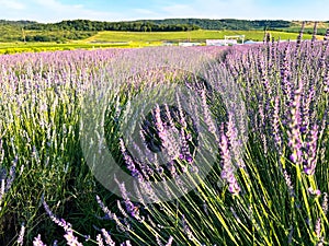 The unmistakable aroma of lavender fills the air.
