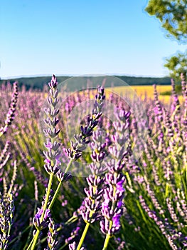 The unmistakable aroma of lavender fills the air.