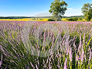 The unmistakable aroma of lavender fills the air.