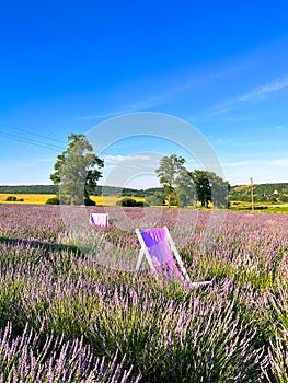 The unmistakable aroma of lavender fills the air. photo