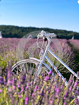 The unmistakable aroma of lavender fills the air. photo