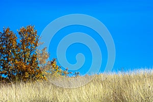Unmowed meadow in autumn