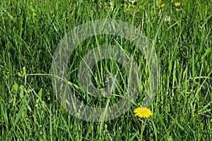 Unmowed tall grass wth dandelion and weed photo