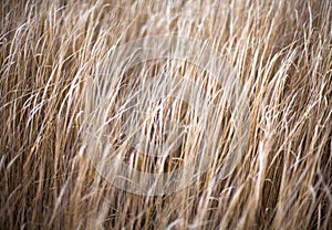 Unmown dry grass in the field