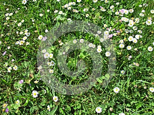 Unmown meadow with daisies, cranesbill, clover, grass and dandelion