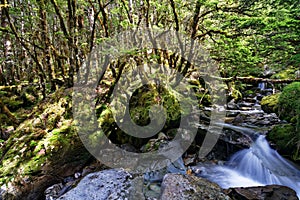 Unnamed creek in Kahurangi National Park, New Zealand