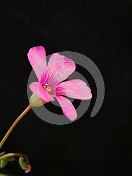 Unnamed flower with special still photo photo