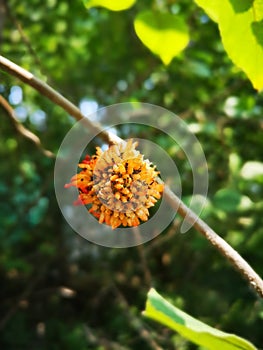 Unnamed fruit on the branch photo