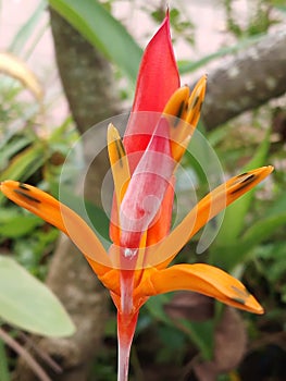 An unnamed orange flower standing straight smiling