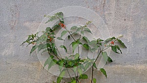 Unnaned tree growth at the wall.