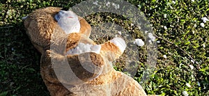 An unnecessary forgotten toy on the grass. A torn teddy bear lies on the ground. Violence and forgetfulness concept. White cotton