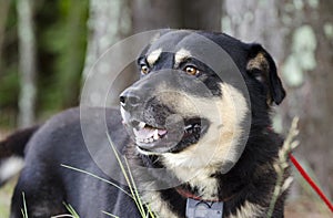 Shepherd Aussie Kelpie mixed breed dog outside on red leash with shock collar