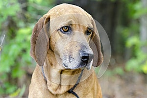 Redbone Coonhound hunting dog, animal shelter pet adoption photo photo