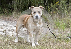 Unneutered male tan Bulldog mix breed dog standing outside on a leash