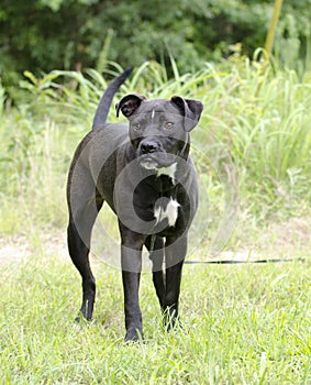 Boxer Pitbull mixed breed dog with underbite