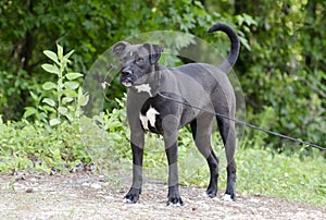 Boxer Pitbull mixed breed dog with underbite