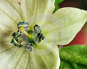 The Unnoticed Chili Flower