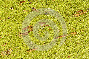 Unobtrusive background of small green leaves