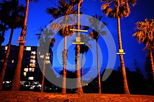 Unofficial palm tree memorial of deceased teenagers in Sydney