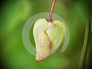 An unopened bindweed, Calystegia flower bud. Macro heart shape.