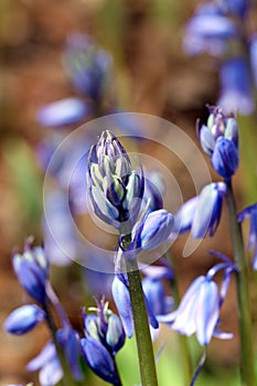 Unopened blue flower bulbs on stem