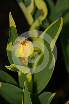 Unopened Bud.