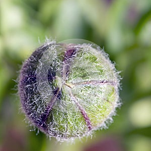 Unopened bud close photo