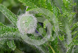 Unopened bud of garden poppy