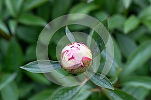 Unopened bud of peony in the garden. Natural background with green leaves. Gardening concept. Spring or summer garden. C