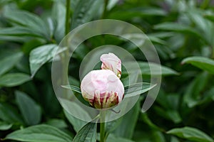 Unopened bud of peony in the garden. Natural background with green leaves. Gardening concept. Spring or summer garden. Close up