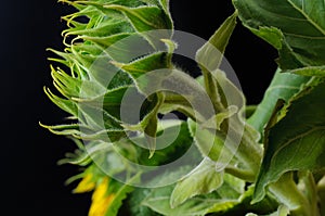 Unopened bud of sunflower flower on dark background close up view