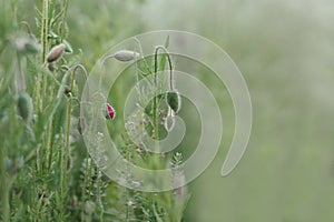 Unopened buds of poppy flowers