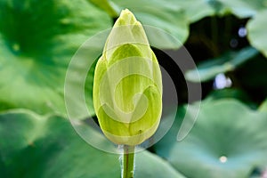 Unopened bulb of Nelumbo lutea, American Lotus flower in a sea of lilypads