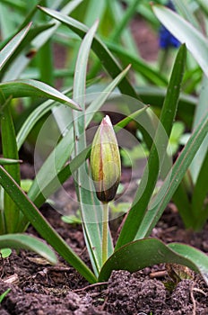 Unopened button of beautiful late tulip photo