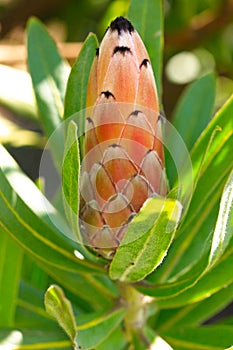 Unopened flower head of Protea Sugarbush Featherbu