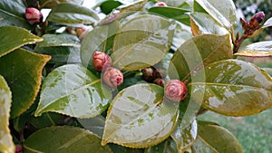 Unopened flower buds on green leaves
