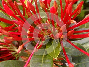 Unopened flower buds resemble a bunch of needles Jarum-jarum, in Clustered into many-flowered buds corymbiform inflorescences.