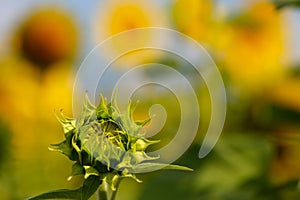 Unopened green sunflower bud. field of sunflowers