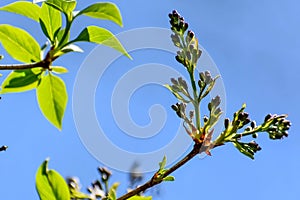 Unopened Lilac Buds Against Blue Sky