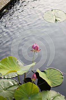 Unopened Lotus Flower Growing in the Middle of a Pond in the Garden Surrounded by Lily Pads